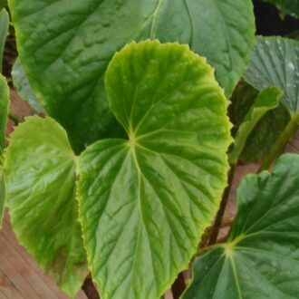 Begonia roxburgii