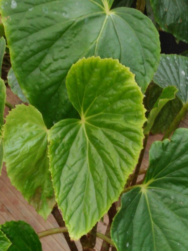 Begonia roxburgii