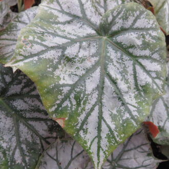 Begonia 'Scherzo'