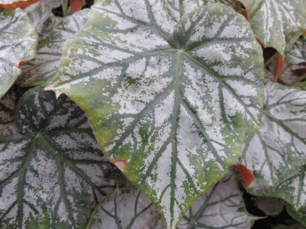 Begonia 'Scherzo'