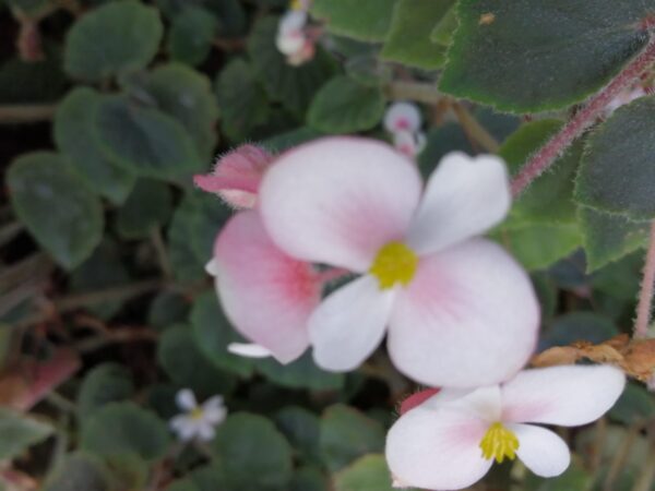 Begonia schmidtiana