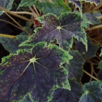 Begonia 'Burgundy velvet'
