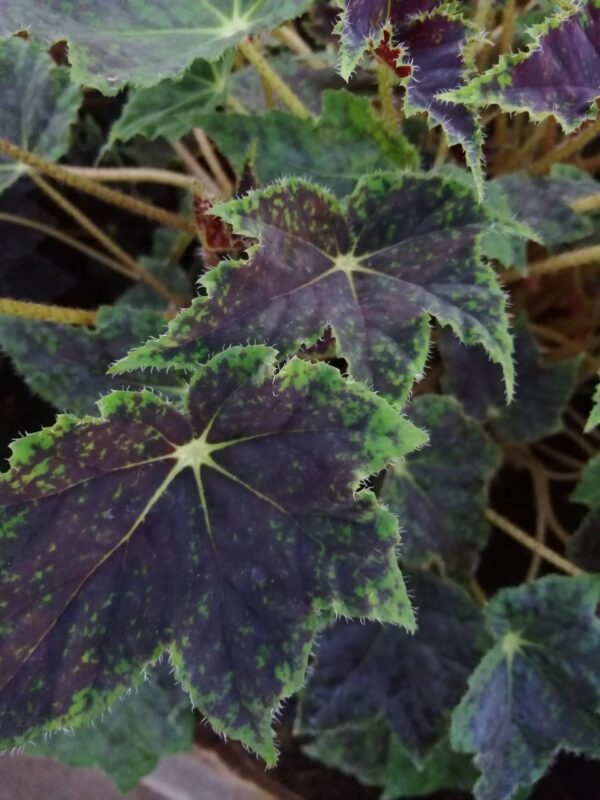 Begonia 'Burgundy velvet'