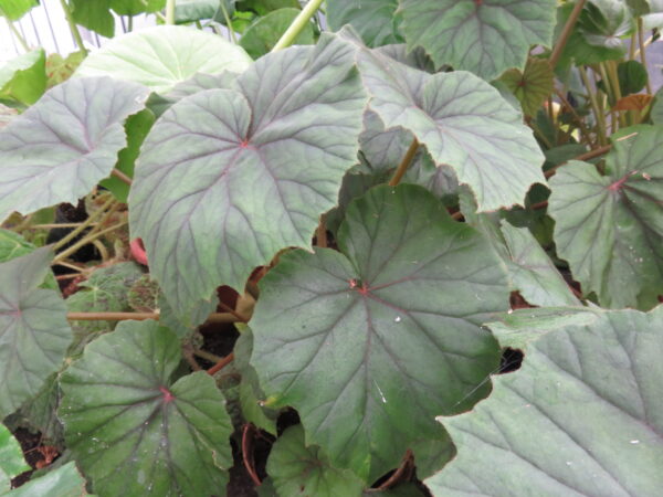 Begonia sericoneura lindleyana