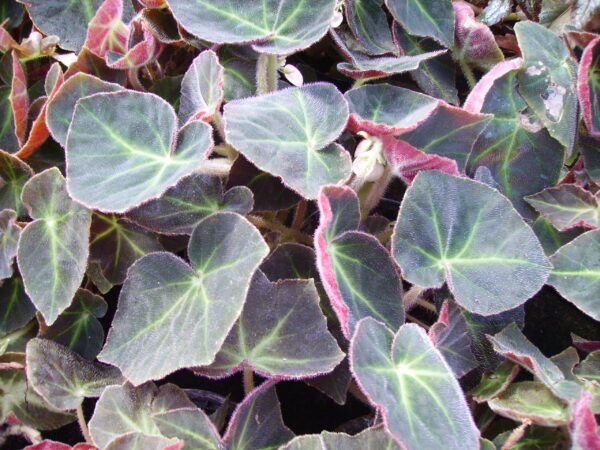 Begonia serlis sin. Begonia 'Caravan'