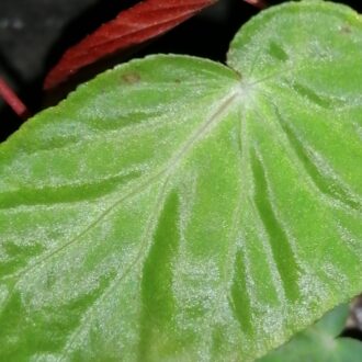 Begonia dietrichiana