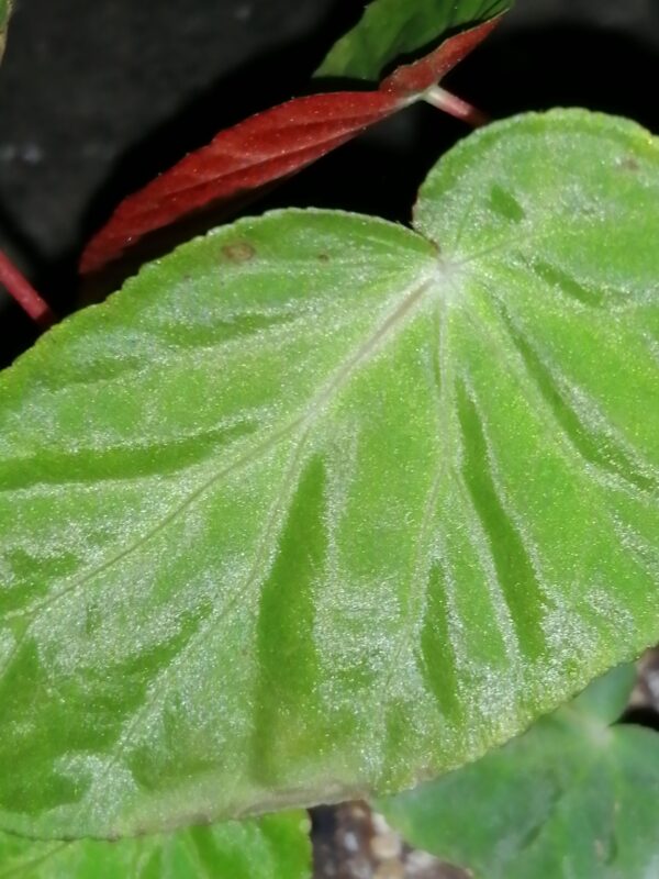 Begonia dietrichiana