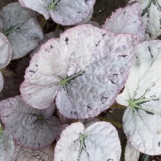 Begonia Silver dollar