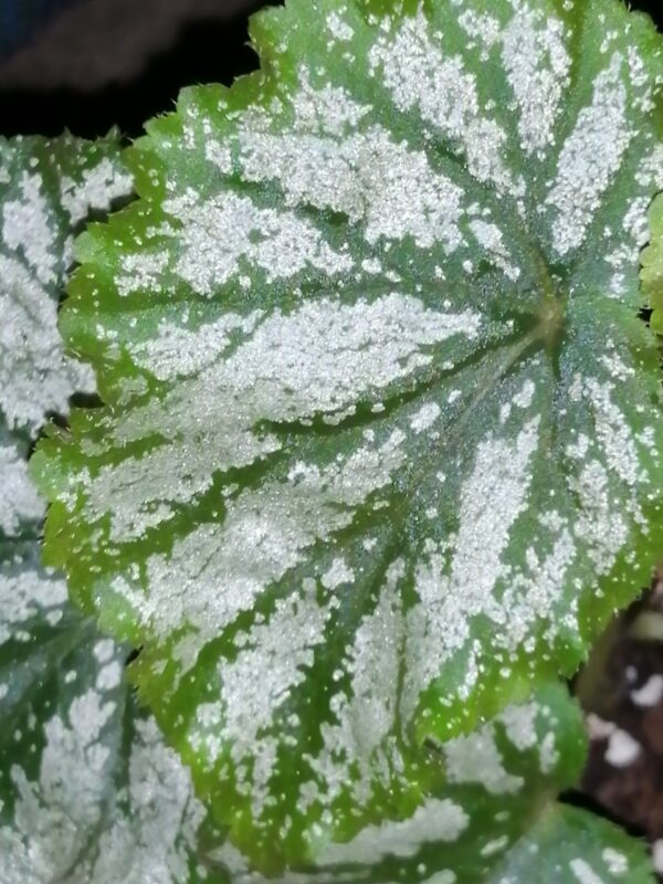 Begonia Galaxy