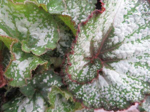 Begonia 'Silver Sweet'