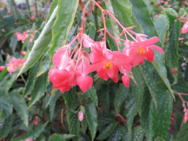 Begonia 'Snowcap'