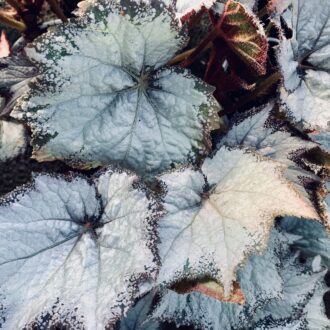 Begonia Snow Storm