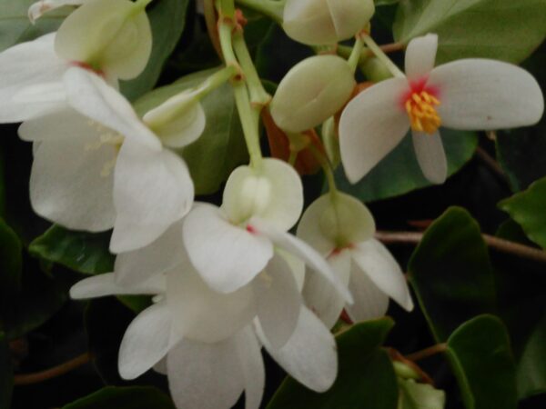 Begonia solananthera sin. integerrima