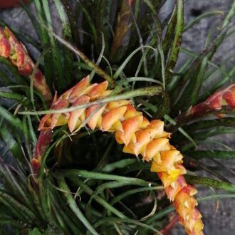Racinacea crispa