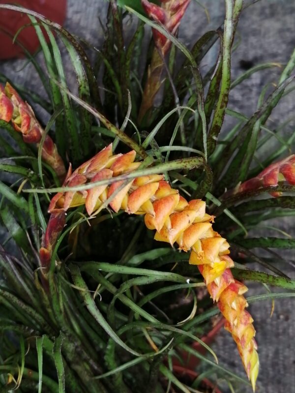 Racinacea crispa