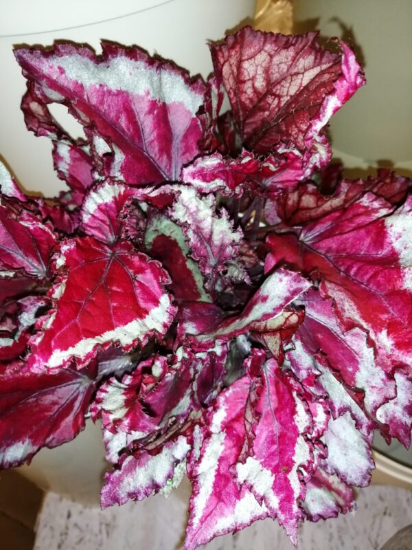 Begonia Spitfire
