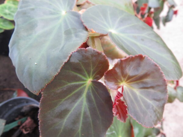 Begonia 'Stormbird'