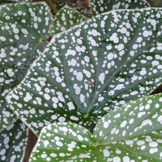 Begonia Sylvan Triumph