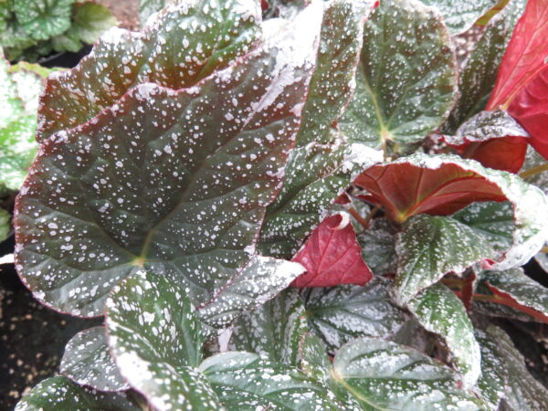 Begonia 'Tea Drop'