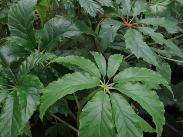 Begonia thiemei, sin. Begonia macdougalli var. macdougalli