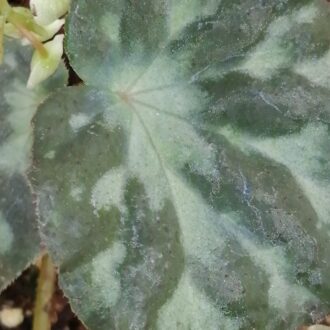 Begonia luzoensis