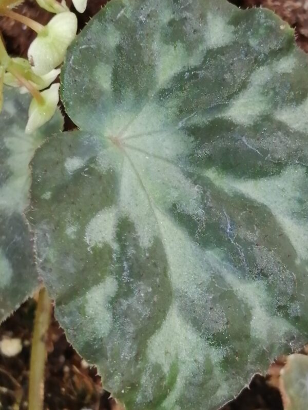 Begonia luzoensis