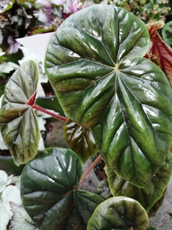 Begonia Thurstonii