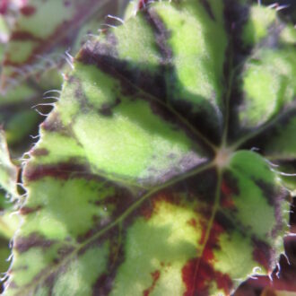 Begonia 'Tiger Paws'