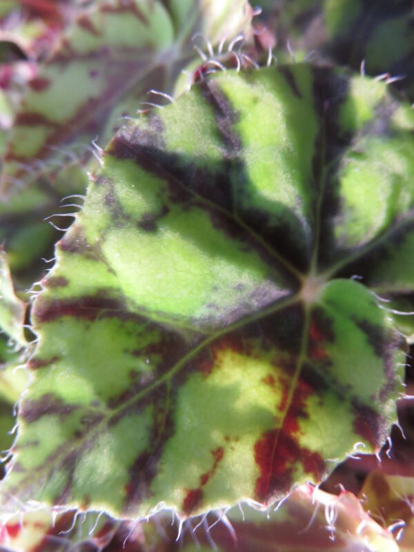 Begonia 'Tiger Paws'