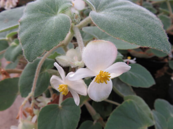 Begonia tomentosa