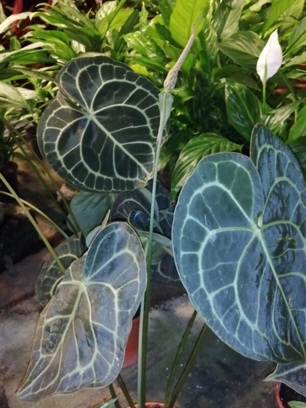 Anthurium clarinervium