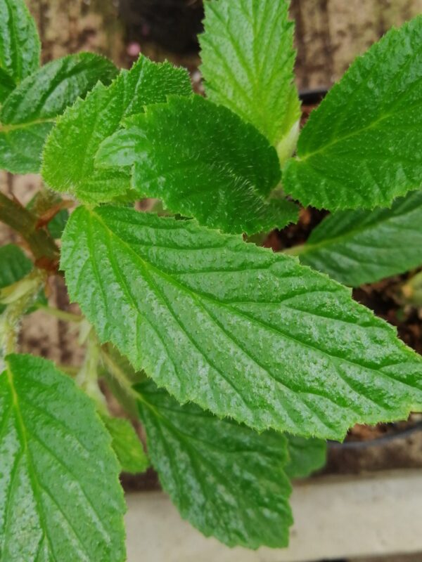Begonia ulmifolia