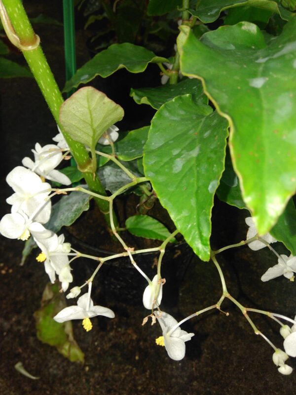 Begonia undulata
