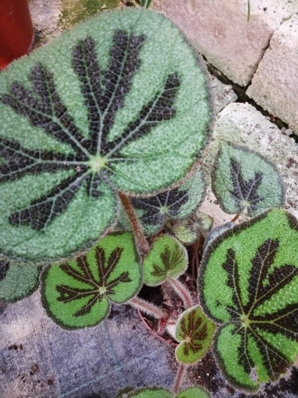 Begonia variegata , sin. Begonia masoniana var. maculata