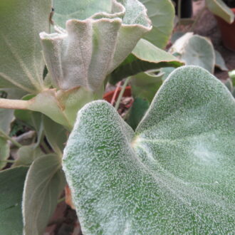 Begonia venosa