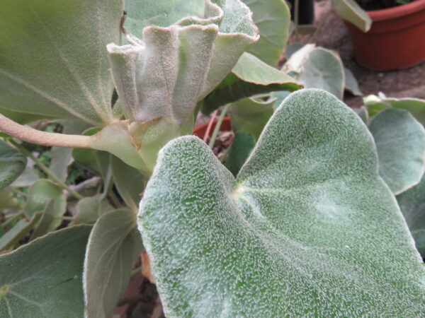 Begonia venosa