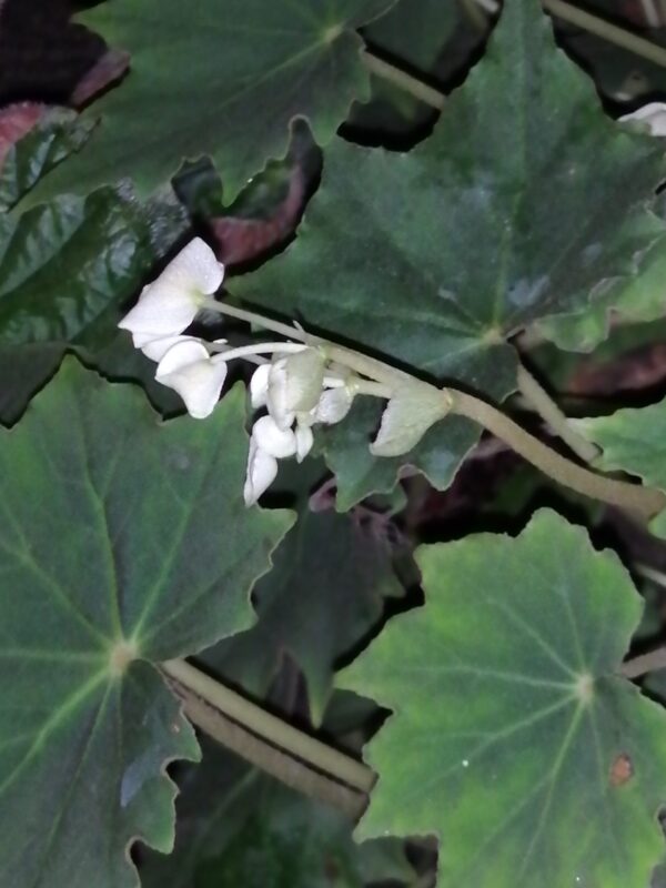 Begonia sp.