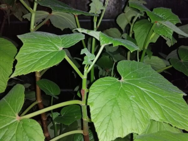 Begonia vitifolia