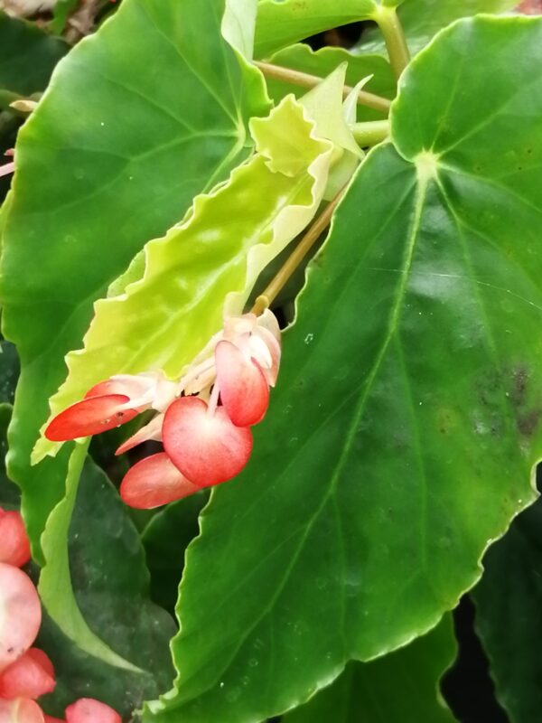 Begonia Tea Rose