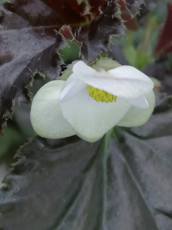 Begonia 'Concord'