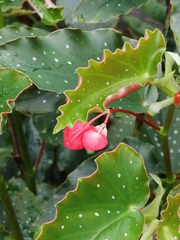 Begonia 'Vivian Hill'