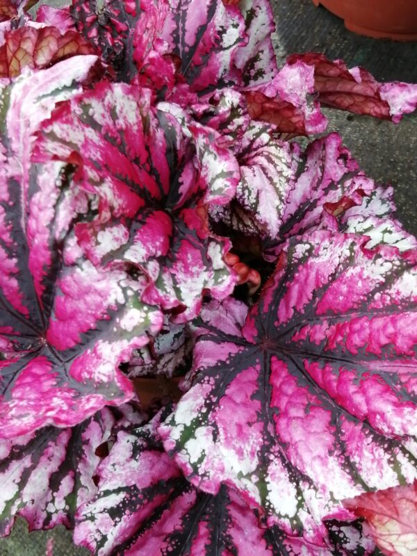 Begonia Hocking Lambada