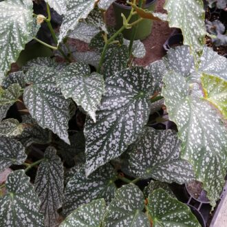 Begonia White Ice
