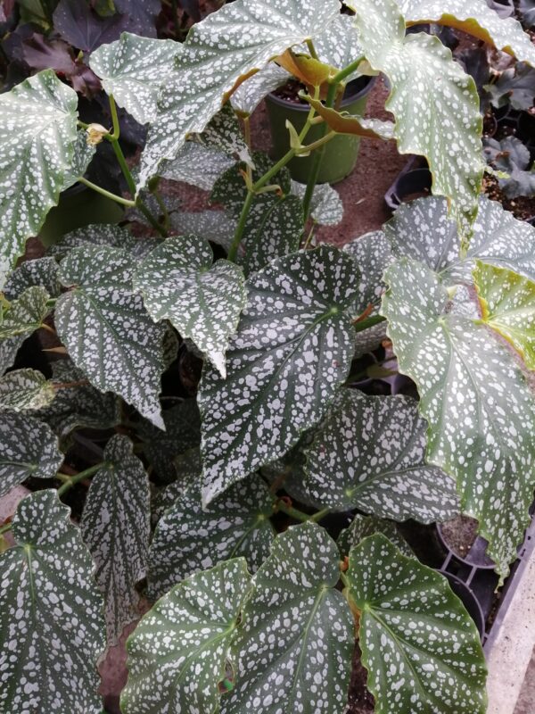 Begonia White Ice