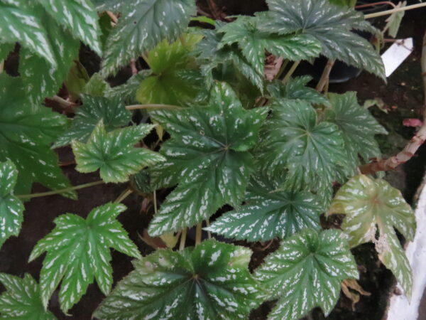 Begonia wollnyi