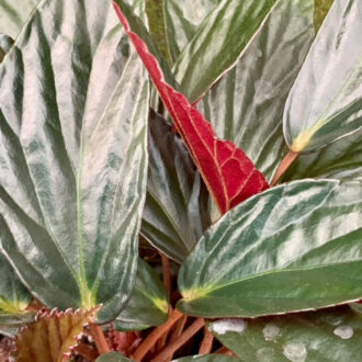 Begonia hatacoa var. rubra, U639