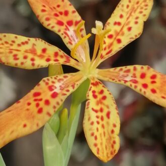 Belamcanda sinensis