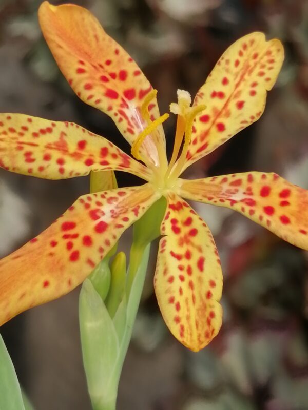 Belamcanda sinensis