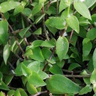 Callisia repens , Callisia cordifolia
