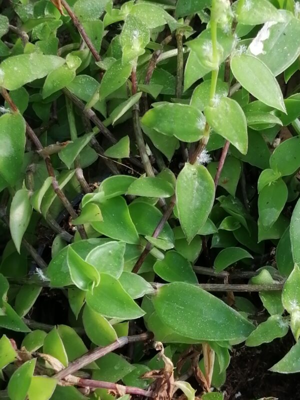 Callisia repens , Callisia cordifolia